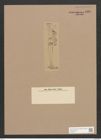 Navicula sp. (de-Toni-Nr.: Genus 1) Zeichnungen Sammlung Grunow Nr. 1365 (NHMW-BOT-W0368317)